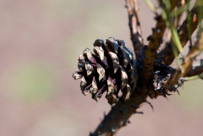 Pinus densiflora 'Oculus draconis' - borovice hustokvětá - šiška